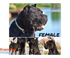 Stenci Cane Corso vrhunske krvne linije - Fotografija 5/7