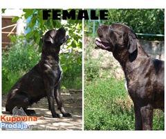 Stenci Cane Corso vrhunske krvne linije - Fotografija 6/7