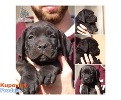 Stenci Cane Corso odlicnog kvaliteta - Fotografija 1/6