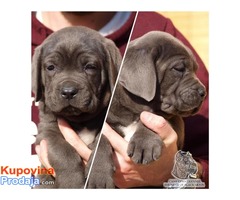 Stenci Cane Corso odlicnog kvaliteta - Fotografija 2/6