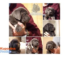 Stenci Cane Corso odlicnog kvaliteta - Fotografija 3/6