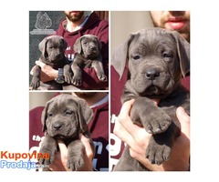 Stenci Cane Corso odlicnog kvaliteta - Fotografija 4/6