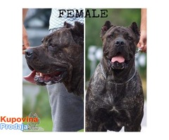 Stenci Cane Corso odlicnog kvaliteta - Fotografija 6/6