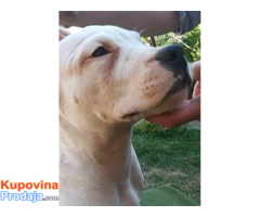 Dogo Argentino štenad na prodaju - Fotografija 2/8