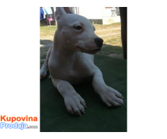 Dogo Argentino štenad na prodaju - Fotografija 3/8