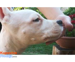 Dogo Argentino štenad na prodaju - Fotografija 4/8