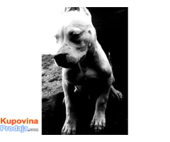 Dogo Argentino štenad na prodaju - Fotografija 6/8