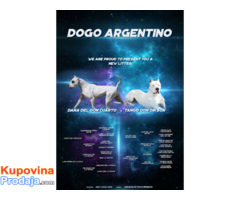 Dogo Argentino štenad na prodaju - Fotografija 8/8