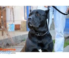 MUZJAK CANE CORSO - Fotografija 1/4