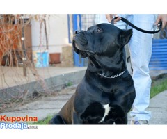 MUZJAK CANE CORSO - Fotografija 4/4