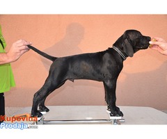 Cane Corso štenad na prodaju - Fotografija 3/10