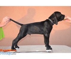 Cane Corso štenad na prodaju - Fotografija 4/10