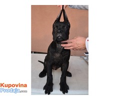 Cane Corso štenad na prodaju - Fotografija 5/10