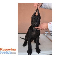 Cane Corso štenad na prodaju - Fotografija 6/10