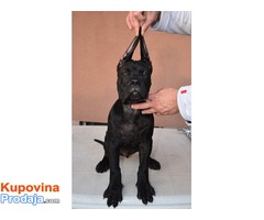 Cane Corso štenad na prodaju - Fotografija 7/10