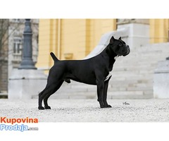 Cane Corso štenad na prodaju - Fotografija 8/10