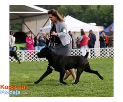 Cane Corso štenad na prodaju - Fotografija 9/10