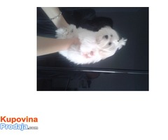 PRODAJEM  ZENSKO ŠTENE MALTEZERA