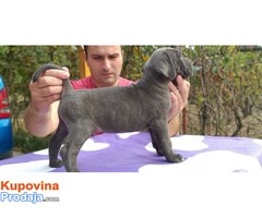 Muski stenci - Cane Corso - Fotografija 2/10