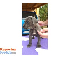 Muski stenci - Cane Corso - Fotografija 3/10