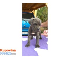 Muski stenci - Cane Corso - Fotografija 4/10