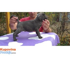 Muski stenci - Cane Corso - Fotografija 7/10