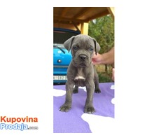 Muski stenci - Cane Corso - Fotografija 5/10