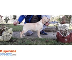 Labrador retriver, zensko stene - Fotografija 1/4