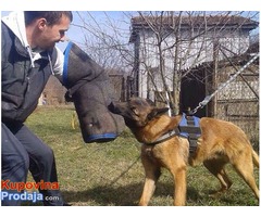 BELGIJSKI OVCAR - Malinoa, odrasli psi - Fotografija 1/4