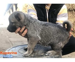 TURSKI KANGAL zenska stenad - Fotografija 1/9