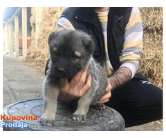 TURSKI KANGAL zenska stenad - Fotografija 2/9