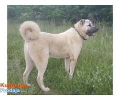 TURSKI KANGAL zenska stenad - Fotografija 8/9