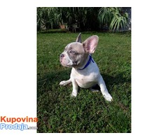 Francuski buldog prelepi štenci - Fotografija 2/4