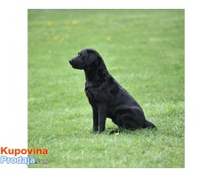 LABRADOR RETRIVER stenci izlozbenog potencijala - Fotografija 3/7