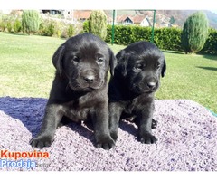 LABRADOR RETRIVER stenci izlozbenog potencijala - Fotografija 4/7