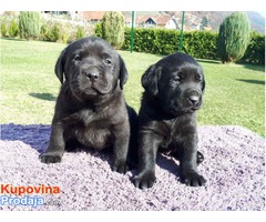 LABRADOR RETRIVER stenci izlozbenog potencijala - Fotografija 5/7