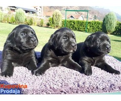 LABRADOR RETRIVER stenci izlozbenog potencijala - Fotografija 6/7