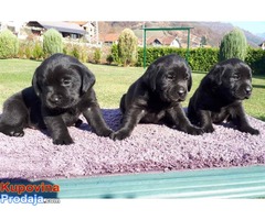 LABRADOR RETRIVER stenci izlozbenog potencijala - Fotografija 7/7