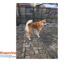 Akita inu izuzetni stenci - Fotografija 3/3