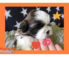 ŠICU (shihtzu) stenci izuzetnog kvaliteta - Fotografija 1/6