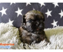 ŠICU (shihtzu) stenci izuzetnog kvaliteta - Fotografija 2/6