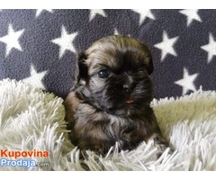 ŠICU (shihtzu) stenci izuzetnog kvaliteta - Fotografija 2/6