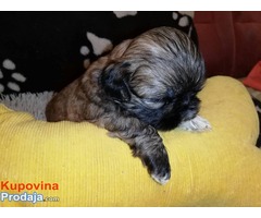 ŠICU (shihtzu) stenci izuzetnog kvaliteta - Fotografija 4/6