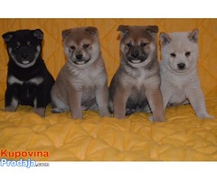 STENCI SHIBA INU - Fotografija 1/7