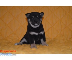 STENCI SHIBA INU - Fotografija 2/7