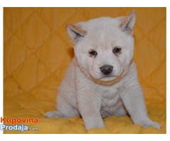 STENCI SHIBA INU - Fotografija 3/7