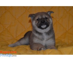 STENCI SHIBA INU - Fotografija 4/7