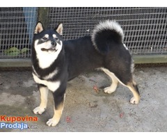 STENCI SHIBA INU - Fotografija 6/7