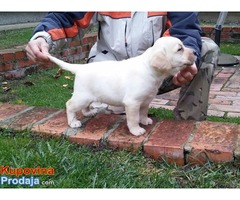 Labrador retriver, hit leglo - Fotografija 2/5