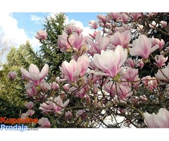 Magnolija Aleksandrina - Fotografija 2/2